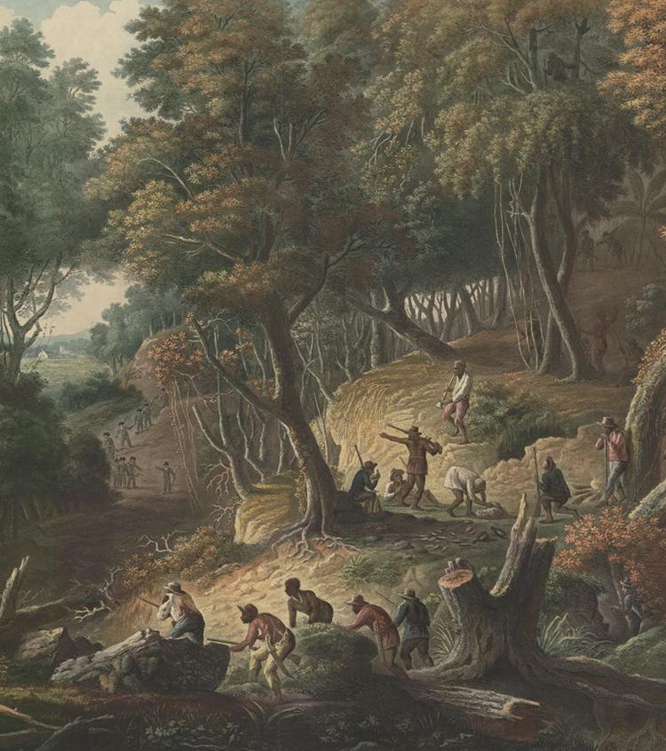 Jamaican Maroons ambush on the Dromilly Estate